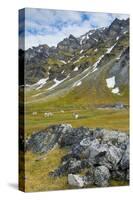 Norway. Svalbard. Bellsund. Camp Millar. Svalbard Reindeer Grazing-Inger Hogstrom-Stretched Canvas