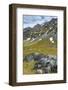 Norway. Svalbard. Bellsund. Camp Millar. Svalbard Reindeer Grazing-Inger Hogstrom-Framed Photographic Print