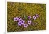 Norway. Svalbard. Bellsund. Varsolbukta. Camp Millar. Purple Saxifrage-Inger Hogstrom-Framed Photographic Print