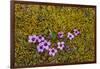 Norway. Svalbard. Bellsund. Varsolbukta. Camp Millar. Purple Saxifrage-Inger Hogstrom-Framed Photographic Print