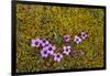 Norway. Svalbard. Bellsund. Varsolbukta. Camp Millar. Purple Saxifrage-Inger Hogstrom-Framed Photographic Print