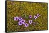 Norway. Svalbard. Bellsund. Varsolbukta. Camp Millar. Purple Saxifrage-Inger Hogstrom-Framed Stretched Canvas