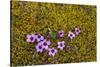 Norway. Svalbard. Bellsund. Varsolbukta. Camp Millar. Purple Saxifrage-Inger Hogstrom-Stretched Canvas