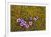 Norway. Svalbard. Bellsund. Varsolbukta. Camp Millar. Purple Saxifrage-Inger Hogstrom-Framed Photographic Print