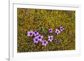 Norway. Svalbard. Bellsund. Varsolbukta. Camp Millar. Purple Saxifrage-Inger Hogstrom-Framed Photographic Print