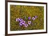 Norway. Svalbard. Bellsund. Varsolbukta. Camp Millar. Purple Saxifrage-Inger Hogstrom-Framed Photographic Print