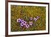 Norway. Svalbard. Bellsund. Varsolbukta. Camp Millar. Purple Saxifrage-Inger Hogstrom-Framed Photographic Print