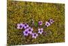 Norway. Svalbard. Bellsund. Varsolbukta. Camp Millar. Purple Saxifrage-Inger Hogstrom-Mounted Photographic Print