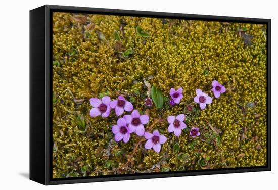 Norway. Svalbard. Bellsund. Varsolbukta. Camp Millar. Purple Saxifrage-Inger Hogstrom-Framed Stretched Canvas