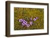 Norway. Svalbard. Bellsund. Varsolbukta. Camp Millar. Purple Saxifrage-Inger Hogstrom-Framed Photographic Print