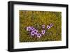 Norway. Svalbard. Bellsund. Varsolbukta. Camp Millar. Purple Saxifrage-Inger Hogstrom-Framed Photographic Print