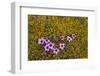 Norway. Svalbard. Bellsund. Varsolbukta. Camp Millar. Purple Saxifrage-Inger Hogstrom-Framed Photographic Print