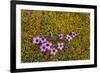 Norway. Svalbard. Bellsund. Varsolbukta. Camp Millar. Purple Saxifrage-Inger Hogstrom-Framed Premium Photographic Print