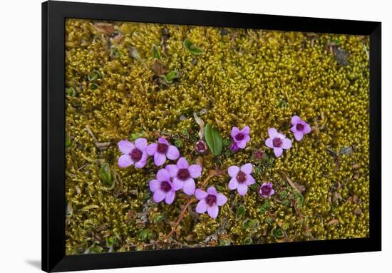 Norway. Svalbard. Bellsund. Varsolbukta. Camp Millar. Purple Saxifrage-Inger Hogstrom-Framed Premium Photographic Print