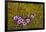 Norway. Svalbard. Bellsund. Varsolbukta. Camp Millar. Purple Saxifrage-Inger Hogstrom-Framed Premium Photographic Print