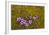 Norway. Svalbard. Bellsund. Varsolbukta. Camp Millar. Purple Saxifrage-Inger Hogstrom-Framed Photographic Print