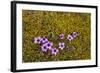 Norway. Svalbard. Bellsund. Varsolbukta. Camp Millar. Purple Saxifrage-Inger Hogstrom-Framed Photographic Print