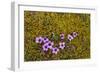 Norway. Svalbard. Bellsund. Varsolbukta. Camp Millar. Purple Saxifrage-Inger Hogstrom-Framed Photographic Print