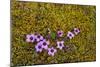 Norway. Svalbard. Bellsund. Varsolbukta. Camp Millar. Purple Saxifrage-Inger Hogstrom-Mounted Photographic Print