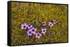 Norway. Svalbard. Bellsund. Varsolbukta. Camp Millar. Purple Saxifrage-Inger Hogstrom-Framed Stretched Canvas