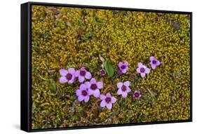 Norway. Svalbard. Bellsund. Varsolbukta. Camp Millar. Purple Saxifrage-Inger Hogstrom-Framed Stretched Canvas