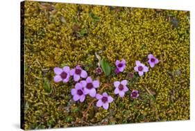 Norway. Svalbard. Bellsund. Varsolbukta. Camp Millar. Purple Saxifrage-Inger Hogstrom-Stretched Canvas