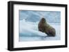 Norway. Svalbard. Brasvelbreen. Atlantic Walrus Resting on an Ice Floe-Inger Hogstrom-Framed Photographic Print