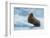 Norway. Svalbard. Brasvelbreen. Atlantic Walrus Resting on an Ice Floe-Inger Hogstrom-Framed Photographic Print