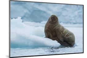 Norway. Svalbard. Brasvelbreen. Atlantic Walrus Resting on an Ice Floe-Inger Hogstrom-Mounted Photographic Print