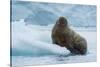 Norway. Svalbard. Brasvelbreen. Atlantic Walrus Resting on an Ice Floe-Inger Hogstrom-Stretched Canvas
