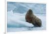 Norway. Svalbard. Brasvelbreen. Atlantic Walrus Resting on an Ice Floe-Inger Hogstrom-Framed Photographic Print