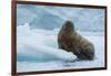 Norway. Svalbard. Brasvelbreen. Atlantic Walrus Resting on an Ice Floe-Inger Hogstrom-Framed Photographic Print