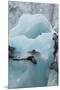 Norway. Svalbard. Brepollen. Black-Legged Kittiwake on an Iceberg-Inger Hogstrom-Mounted Premium Photographic Print