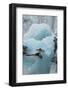 Norway. Svalbard. Brepollen. Black-Legged Kittiwake on an Iceberg-Inger Hogstrom-Framed Photographic Print