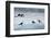 Norway. Svalbard. Brepollen. Black-Legged Kittiwakes on an Iceberg-Inger Hogstrom-Framed Photographic Print