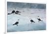 Norway. Svalbard. Brepollen. Black-Legged Kittiwakes on an Iceberg-Inger Hogstrom-Framed Photographic Print