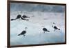 Norway. Svalbard. Brepollen. Black-Legged Kittiwakes on an Iceberg-Inger Hogstrom-Framed Photographic Print