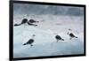 Norway. Svalbard. Brepollen. Black-Legged Kittiwakes on an Iceberg-Inger Hogstrom-Framed Photographic Print