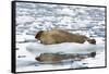 Norway. Svalbard. Burgerbutka. Bearded Seal Resting on an Ice Floe-Inger Hogstrom-Framed Stretched Canvas