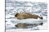 Norway. Svalbard. Burgerbutka. Bearded Seal Resting on an Ice Floe-Inger Hogstrom-Stretched Canvas