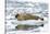 Norway. Svalbard. Burgerbutka. Bearded Seal Resting on an Ice Floe-Inger Hogstrom-Stretched Canvas