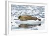 Norway. Svalbard. Burgerbutka. Bearded Seal Resting on an Ice Floe-Inger Hogstrom-Framed Photographic Print