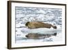 Norway. Svalbard. Burgerbutka. Bearded Seal Resting on an Ice Floe-Inger Hogstrom-Framed Photographic Print