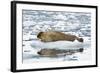 Norway. Svalbard. Burgerbutka. Bearded Seal Resting on an Ice Floe-Inger Hogstrom-Framed Photographic Print