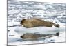 Norway. Svalbard. Burgerbutka. Bearded Seal Resting on an Ice Floe-Inger Hogstrom-Mounted Photographic Print