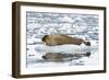 Norway. Svalbard. Burgerbutka. Bearded Seal Resting on an Ice Floe-Inger Hogstrom-Framed Photographic Print