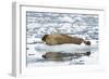 Norway. Svalbard. Burgerbutka. Bearded Seal Resting on an Ice Floe-Inger Hogstrom-Framed Photographic Print