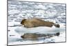 Norway. Svalbard. Burgerbutka. Bearded Seal Resting on an Ice Floe-Inger Hogstrom-Mounted Photographic Print