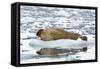 Norway. Svalbard. Burgerbutka. Bearded Seal Resting on an Ice Floe-Inger Hogstrom-Framed Stretched Canvas