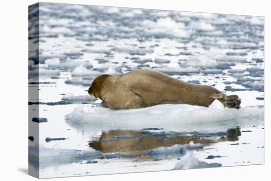 Norway. Svalbard. Burgerbutka. Bearded Seal Resting on an Ice Floe-Inger Hogstrom-Stretched Canvas